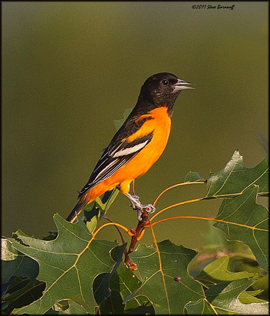 _1SB0116 baltimore oriole.jpg